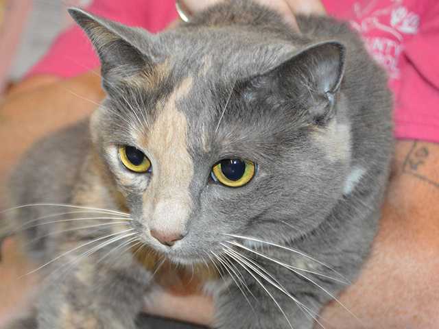 Pet of the Week Pet of the Week
