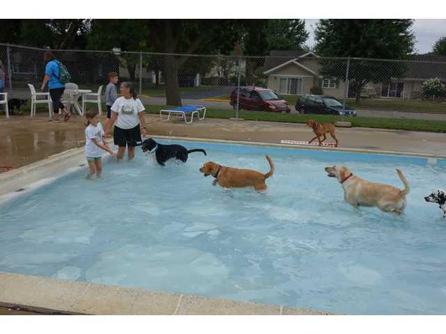 A day for doggies to take a dip in the pool A day for doggies to take a dip in the pool