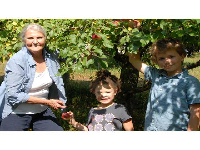 Community Hunger Solutions volunteers pick apples at Turkey Ridge Organic Orchard Community Hunger Solutions volunteers pick apples at Turkey Ridge Organic Orchard