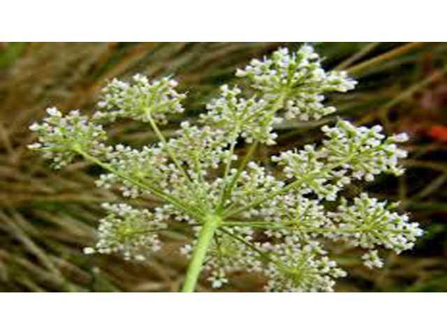 Crawford County is battling to stop invasive Burnet saxifrage Crawford County is battling to stop invasive Burnet saxifrage