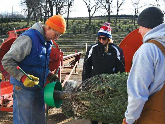 Cooks find success- and plenty of holiday spirit- raising Christmas trees