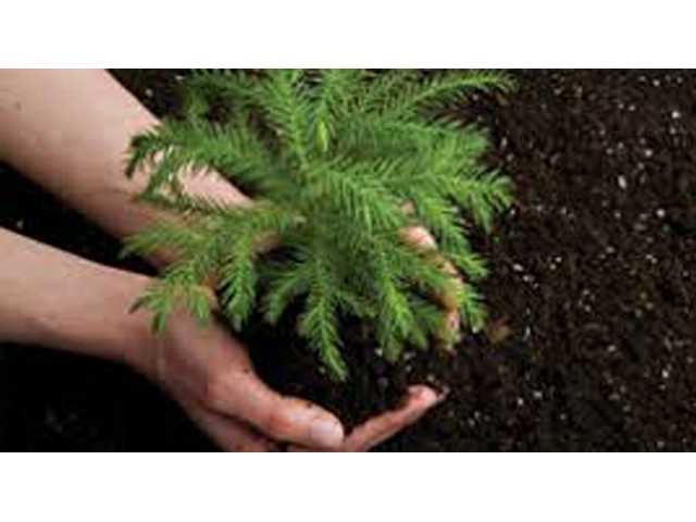 It’s getting to be tree planting time again It’s getting to be tree planting time again