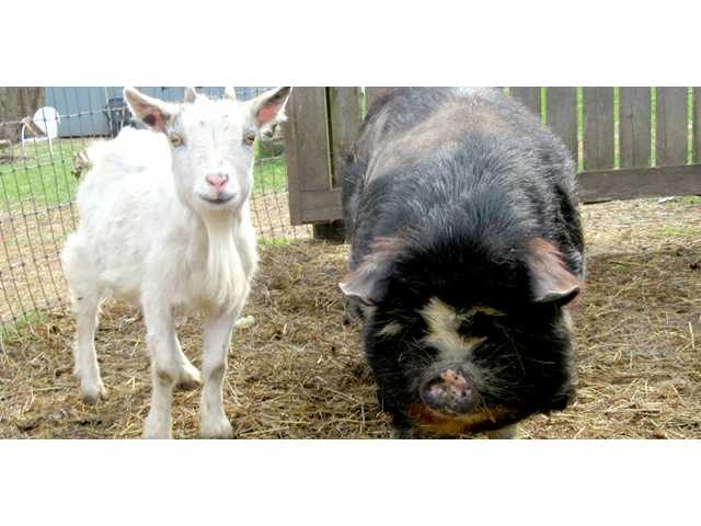 Louisa the Lucky Pig battles for her life Louisa the Lucky Pig battles for her life