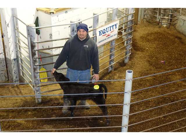 Making the grade at Equity Livestock Making the grade at Equity Livestock