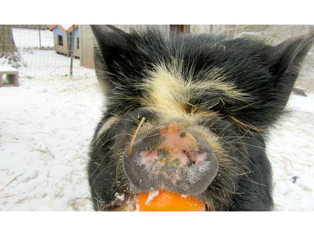 All about pigs, people and more All about pigs, people and more