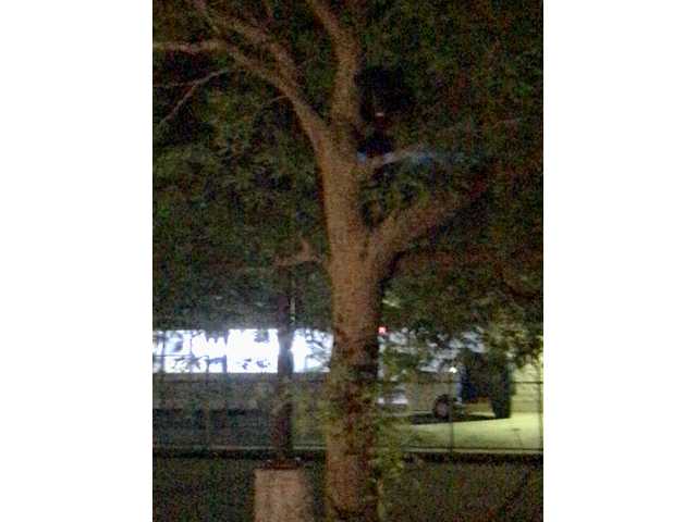 Bear visits Platteville Bear visits Platteville