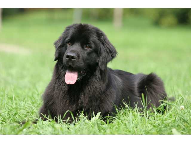 top dog: 15 best breeds for families with kids