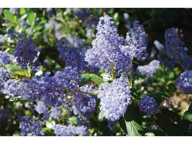 Cool Plants For Hot Places Ceanothus Sometimes Known As California Lilac Is A Cool Plant For Hot Places