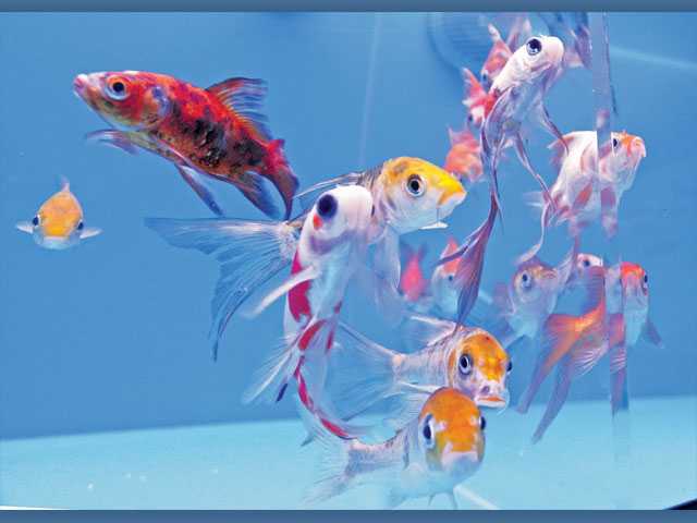 Erfly Koi In Aquarium Best Accent Chairs And Erfly Koi Aquarium Best Image Of Imagevet Co