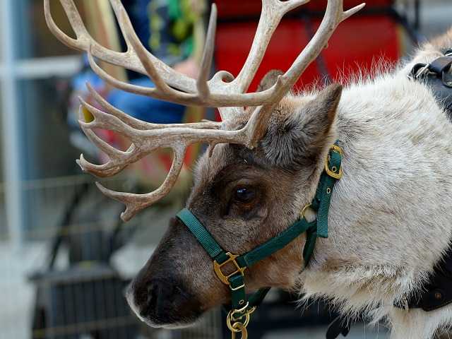 Santa's reindeer greet kids in time for Christmas